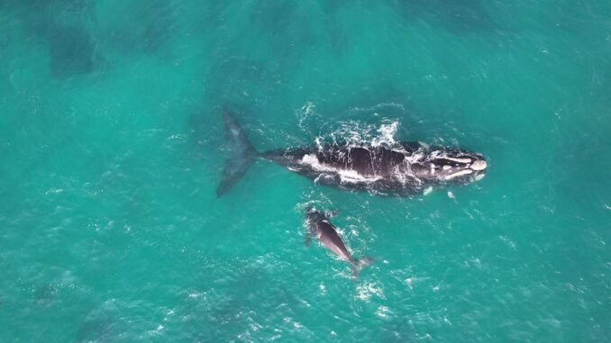 ballena-franca-foto-de-Ela-Guerrero